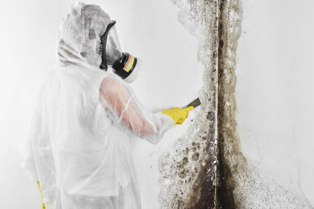 Best Fast Mold Removal  in Clifton Knolls Mill Creek, NY