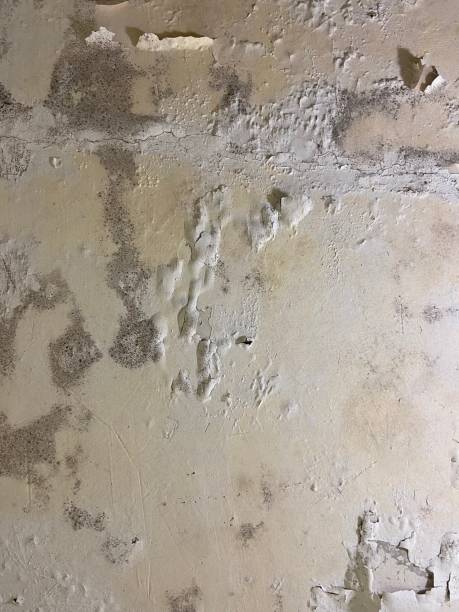  Clifton Knolls Mill Creek, NY Mold Removal Pros